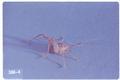 Pristoceuthophilus caelatus (Camel cricket)