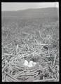 Mallard nest and eggs