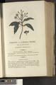 A New Family Herbal or Familiar Account of the Medical Properties of British and Foreign plants also their uses in Dying and the Various Arts arranged according to the Linnaean System [p515]