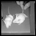 Close-up of laboratory mice standing next to a needle and syringe