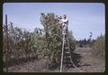 Dr. Melvin Westwood pruning pear hedgerow, 1966