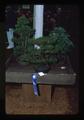 Bonsai trees, Oregon State Fair, Salem, Oregon, 1975