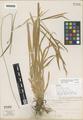 Carex hendersonii L.H. Bailey