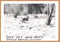 Deer near Wamic-Barlow Ranger District -1965