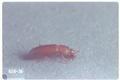 Tribolium castaneum (Red flour beetle)