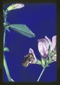 Leaf cutter bee trapping on alfalfa bloom, 1966