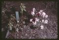 Rhododendron seedling at North Willamette Station shade house, circa 1965