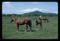 Two mares with colts in pasture, Corvallis, Oregon, 1976