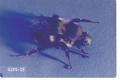 Bombus edwardsii (Black-tailed bumble bee)