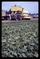 Harvesting solid plantings of bush beans by machine, Oregon State University, Corvallis, Oregon, circa 1969