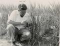 Men examining barley