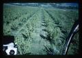 Orchard being sprayed from helicopter, Oregon [?], 1979