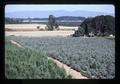 Christmas tree farm south of Monroe, Oregon, 1981