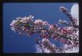 Closeup of tree blossom against sky, Corvallis, Oregon, 1974