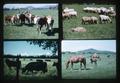 Composite of cattle, horses, and sheep images, circa 1975