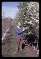 Mel Westwood examines pear blossoms in species block at Brown Farm, Corvallis, Oregon, March 1972