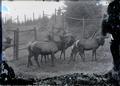 Elk in a pasture