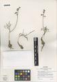 Lomatium stebbinsii Schlessman & Constance