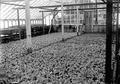 Lettuce grown in Wellsher's Corvallis greenhouse