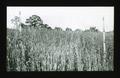 Right - no manure, Left - manured, Field of barley in Yamhill County