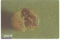 Armadillidium vulgare (Pillbug)