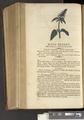 A New Family Herbal or Familiar Account of the Medical Properties of British and Foreign plants also their uses in Dying and the Various Arts arranged according to the Linnaean System [p620]