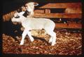 Lamb with white muscle disease, 1969