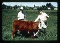 Bull in pasture, Oregon State University, Corvallis, Oregon, circa 1973