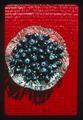 Blueberries in cut glass dish on red Thai mat, Oregon, 1975