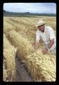 Superintendent Hoffman in wheat nursery, Malheur Experiment Station, Oregon State University, Ontario, Oregon, circa 1971