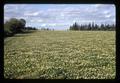 White clover field near Dayton, Oregon, May 1971