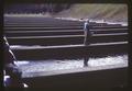 Fish hatchery at Bonneville Dam, circa 1966