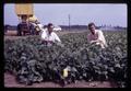 Harry Mack and "Schrafrock" in bush bean field, Oregon State University, Corvallis, Oregon, circa 1969