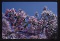 Closeup of tree blossom against sky, Corvallis, Oregon, 1974