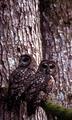 Northern Spotted Owl pair