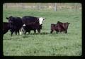 Beef cattle at McGuire farm, Oregon, circa 1970