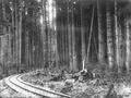 Logging railroad track in a forest