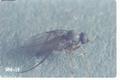 Dohrniphora cornuta (Humpback fly)