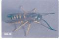 Vespula vulgaris (Common wasp)