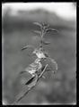 Chipping sparrows