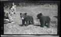 William Jr. and Phoebe Katherine Finley with bear cubs