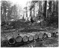 Right-of-way being cleared for one of the US Army's Spruce Production Division Railroads