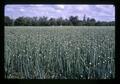 Onion seed field at Edwards farm on River Road, Lane County, Oregon, circa 1970