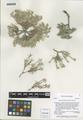 Physaria pulvinata O'Kane & Reveal