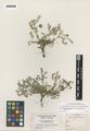 Astragalus kernensis Jepson ssp. charlestonensis Clokey