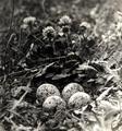 Nest and eggs of Killdeer