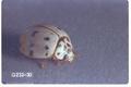 Olla abdominalis (Ash gray lady beetle)