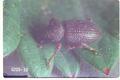 Otiorhynchus ovatus (Strawberry root weevil)