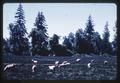 Weeding mint fields with sheep near Independence, Oregon, 1966