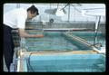 Harrison Dooley sampling water in tanks in greenhouse, USDA Pesticide Regulation Division, 1967